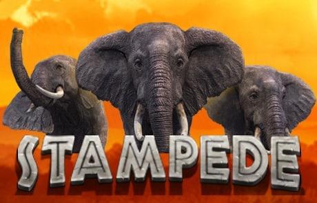Stampede thumbnail